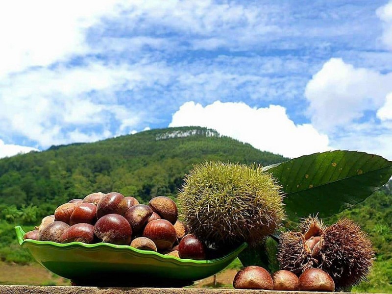 Hạt dẻ Lạng Sơn: Thêm giá trị từ những vườn cảnh trải nghiệm