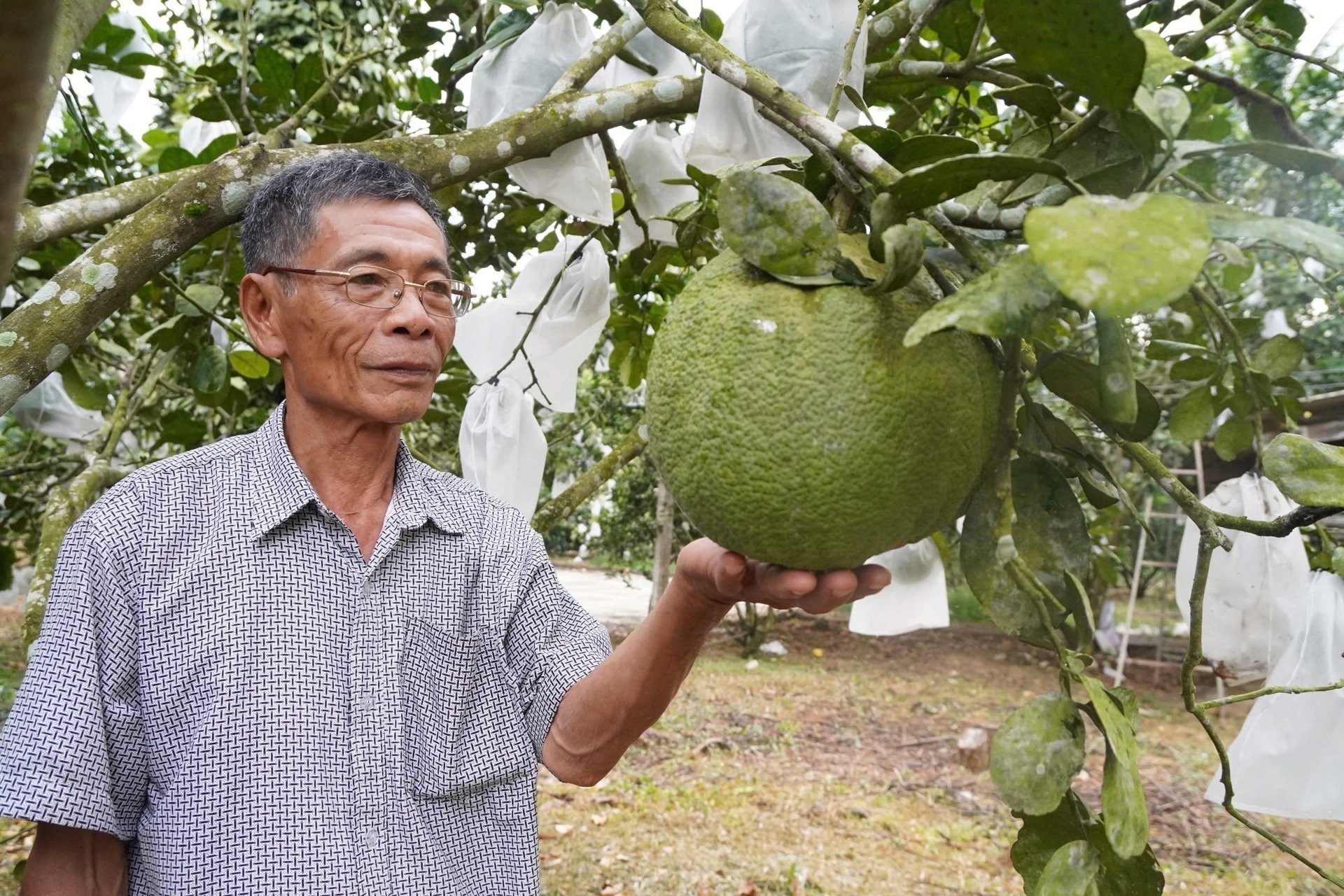 Gắn mã QR lên nông sản, khách quét là ra thông tin, nông dân ngồi nhà vẫn chốt đơn đều