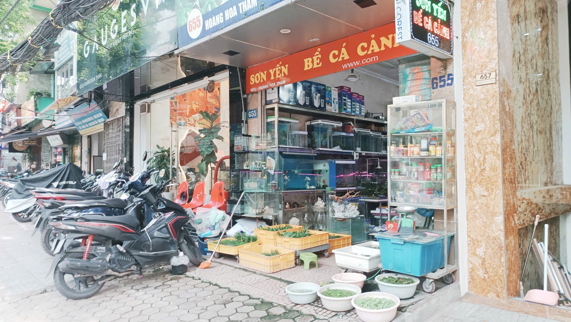 Các hộ kinh doanh sinh vật cảnh nội đô Hà Nội sẽ 