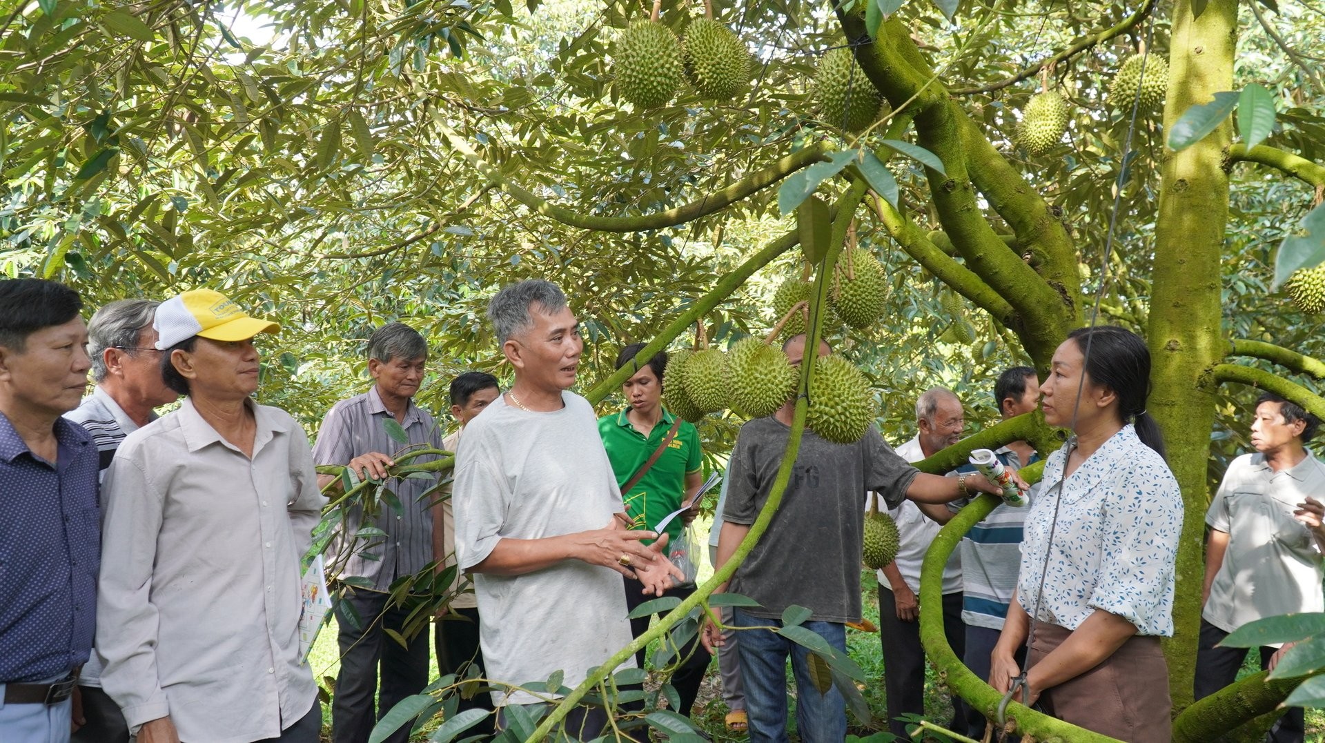 Sầu riêng IPM, phân sinh học, vườn thông minh: Nông dân chuyển mình trong kỷ nguyên số