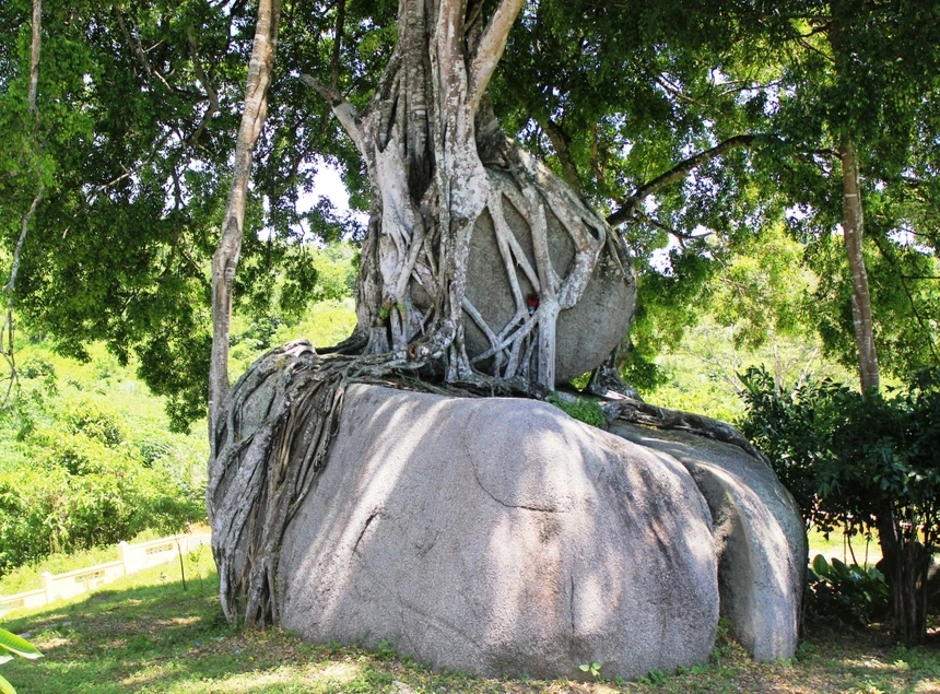 Nghệ An: “Kiệt tác bonsai thiên tạo” nghìn năm tuổi, rễ ôm chặt khối đá lớn, dáng thế hiếm có khó tìm