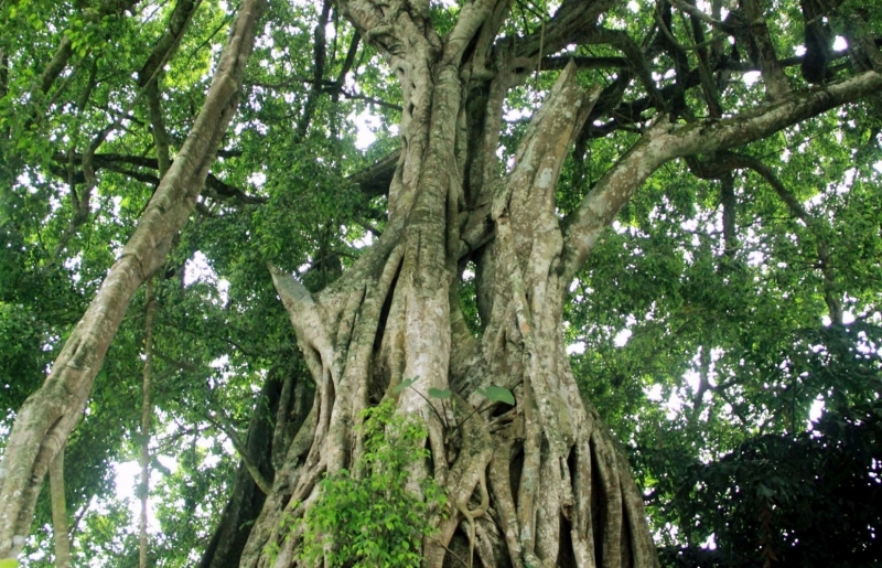 Nghệ An: “Kiệt tác bonsai thiên tạo” nghìn năm tuổi, rễ ôm chặt khối đá lớn, dáng thế hiếm có khó tìm