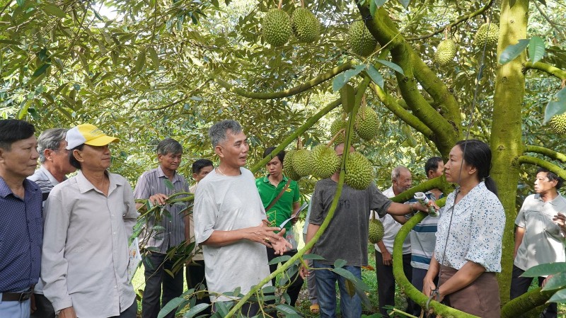 Sầu riêng IPM, phân sinh học, vườn thông minh: Nông dân chuyển mình trong kỷ nguyên số