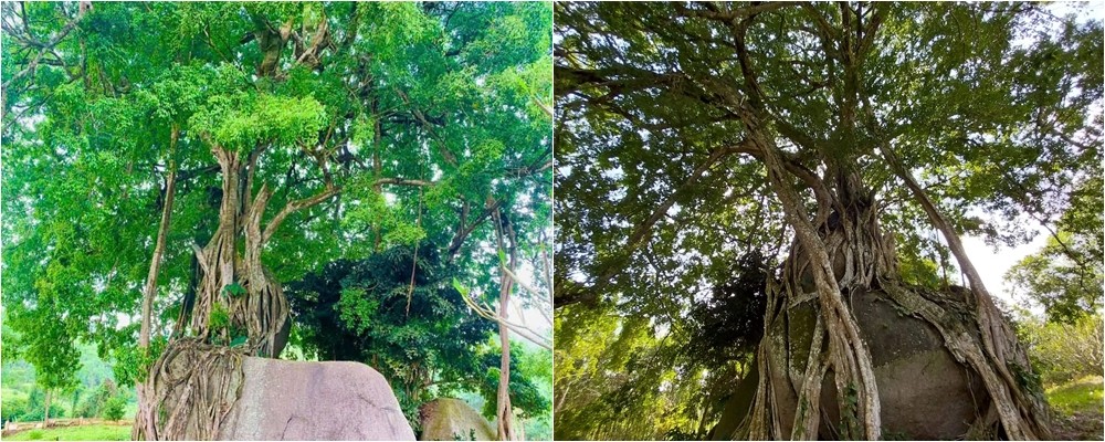 Nghệ An: “Kiệt tác bonsai thiên tạo” nghìn năm tuổi, rễ ôm chặt khối đá lớn, dáng thế hiếm có khó tìm