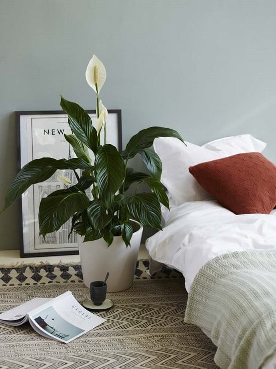 Người xưa dạy: Cây hợp thế, đặt thuận phương - vận hanh thông, phúc lộc đủ đầy