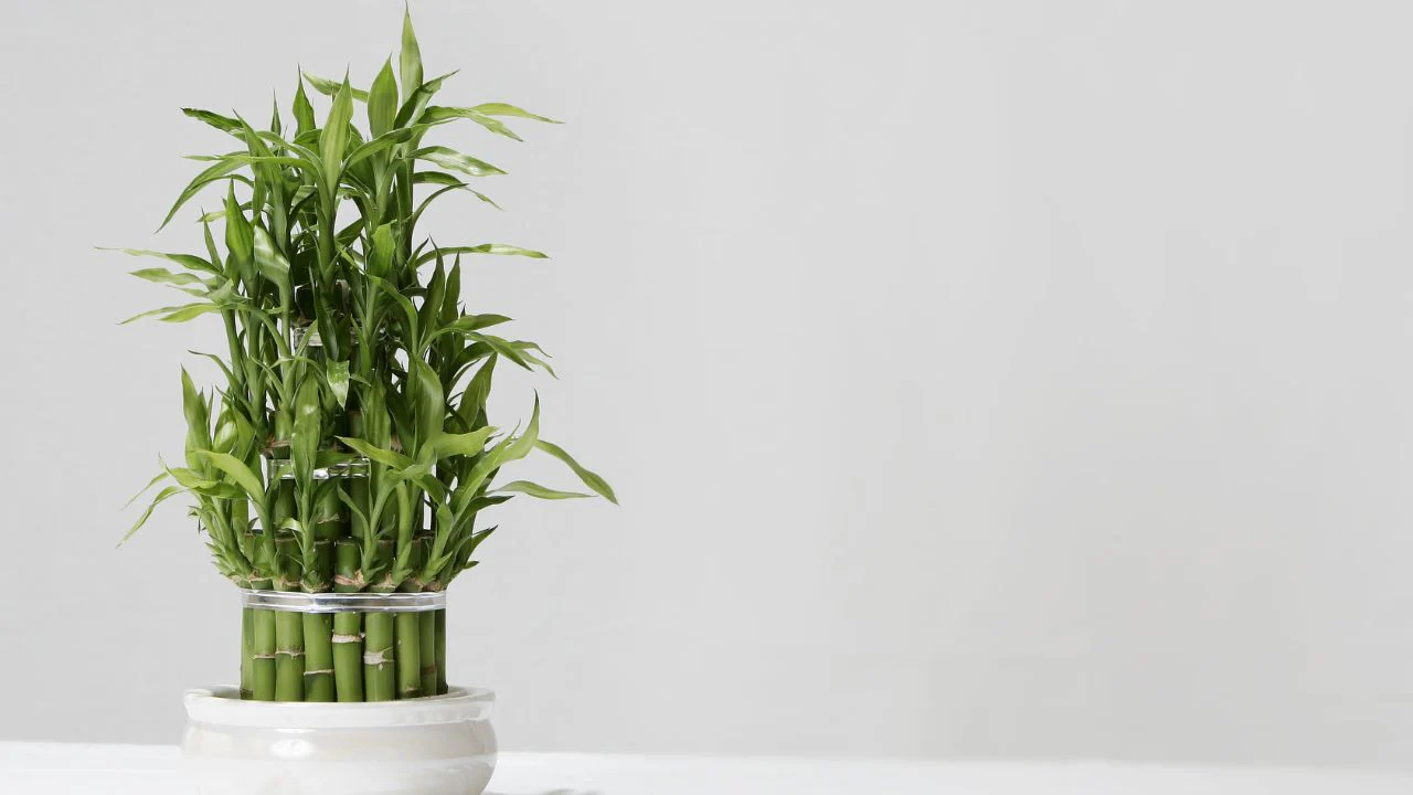 Người xưa dạy: Cây hợp thế, đặt thuận phương - vận hanh thông, phúc lộc đủ đầy