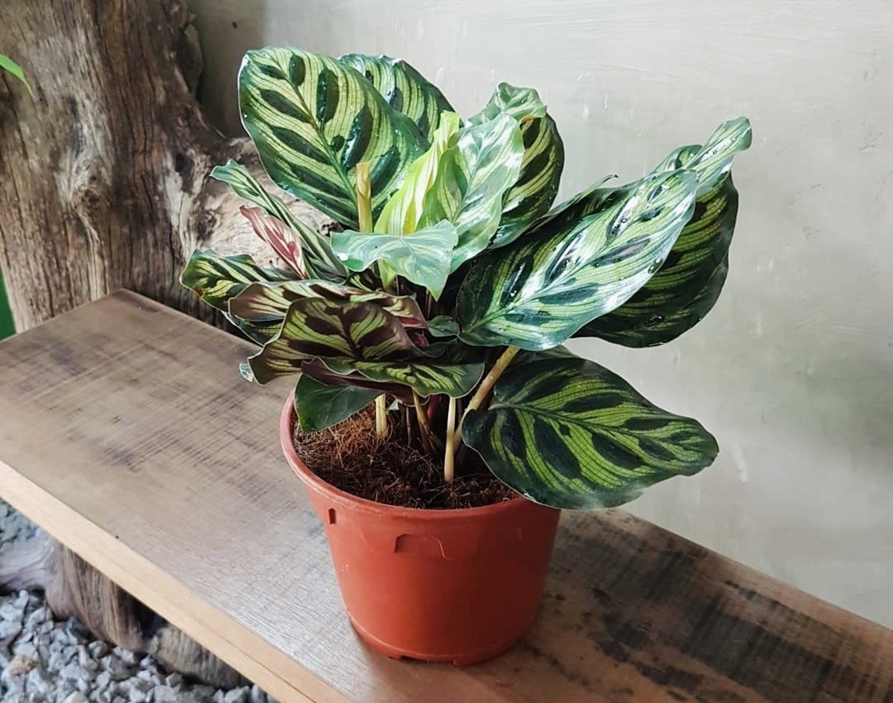Người xưa dạy: Cây hợp thế, đặt thuận phương - vận hanh thông, phúc lộc đủ đầy