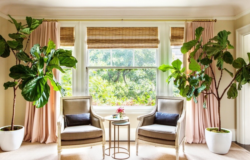 Người xưa dạy: Cây hợp thế, đặt thuận phương - vận hanh thông, phúc lộc đủ đầy