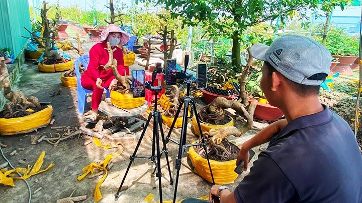 Làng mai vàng Tân Tây - Cánh đồng “vàng rực” và đổi thay kinh tế miền Tây