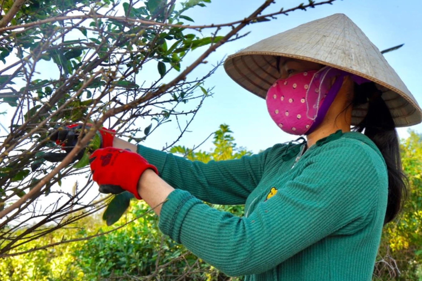 Làng mai vàng Tân Tây - Cánh đồng “vàng rực” và đổi thay kinh tế miền Tây