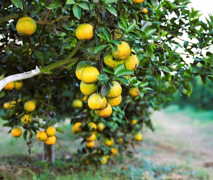 Cây càng lâu năm càng giữ lộc: 4 loại cây nên giữ lại trong nhà