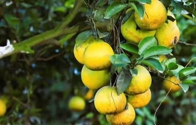 Cây càng lâu năm càng giữ lộc: 4 loại cây nên giữ lại trong nhà