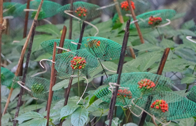 Chỉ mọc ở độ cao 1.500m, “vàng đỏ” giữa đại ngàn vào mùa rực rỡ