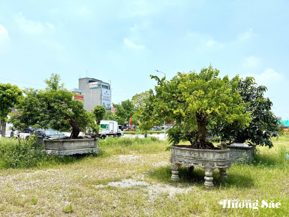 Nhà vườn Thoại Cây: Đưa cây hoa quả nghệ thuật vươn tầm sinh vật cảnh