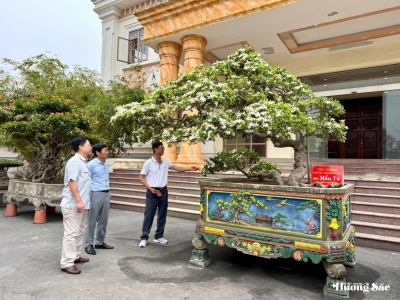 Nhà vườn Thoại Cây: Đưa cây hoa quả nghệ thuật vươn tầm sinh vật cảnh