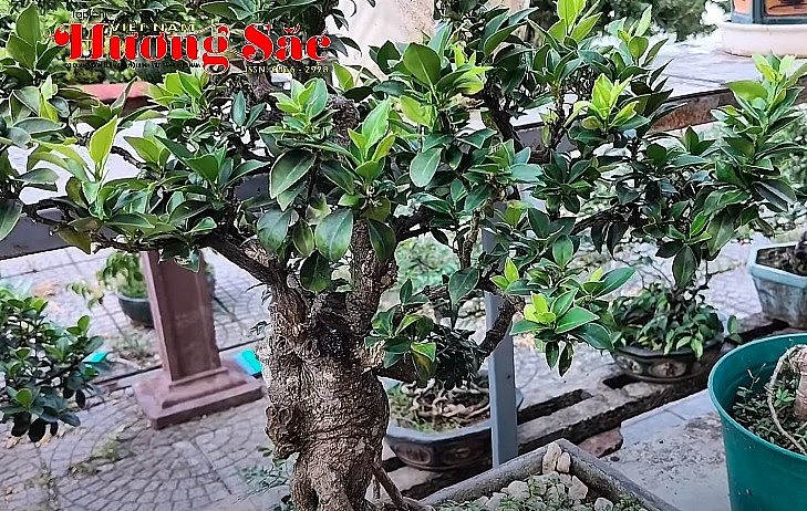 Ông Nguyễn Văn Quý - Hội SVC TP Đà Nẵng chia sẻ về ghép các loại cây