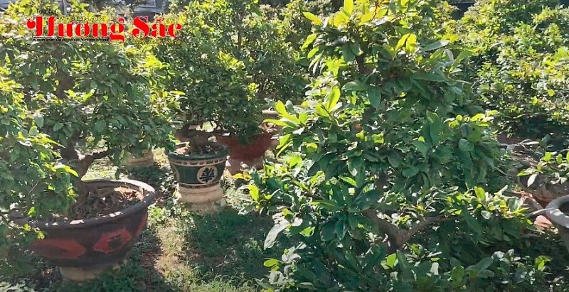 Ghé thăm vườn mai hơn 600 gốc của ông Nguyễn Văn Quý - Hội SVC TP Đà Nẵng