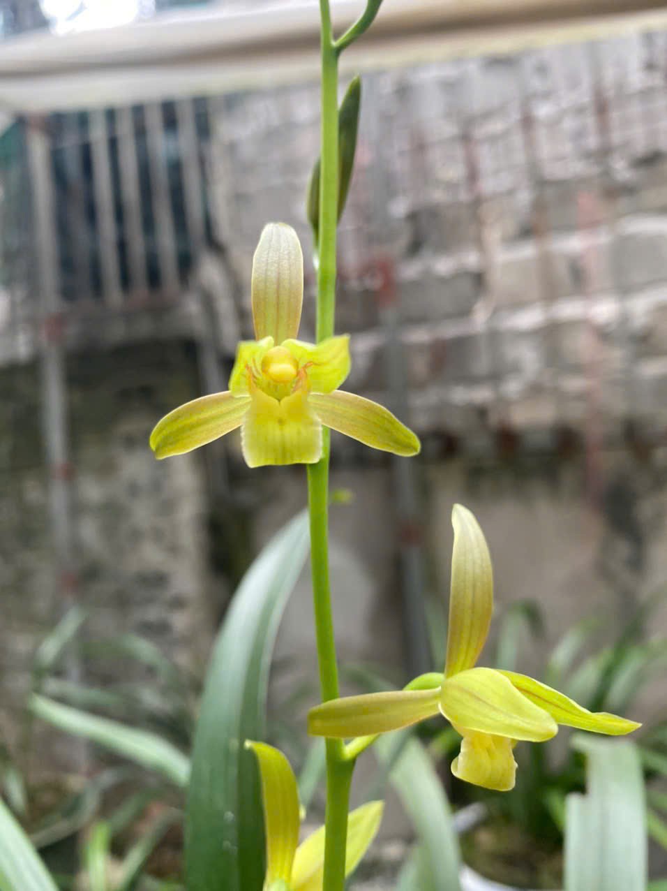Hoàng Diệp – Quà từ rừng thiêng Yên Tử