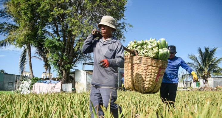 Loài cây cảnh phong thủy đang trở thành cây trồng kinh tế “hái ra tiền” trên đất Khánh Hòa