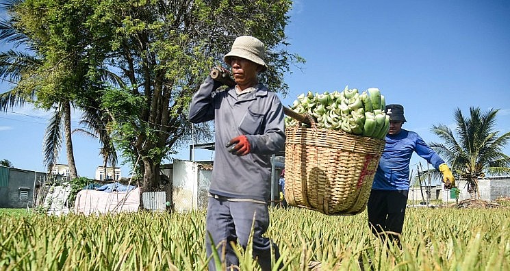 Loài cây cảnh phong thủy đang trở thành cây trồng kinh tế “hái ra tiền” trên đất Khánh Hòa