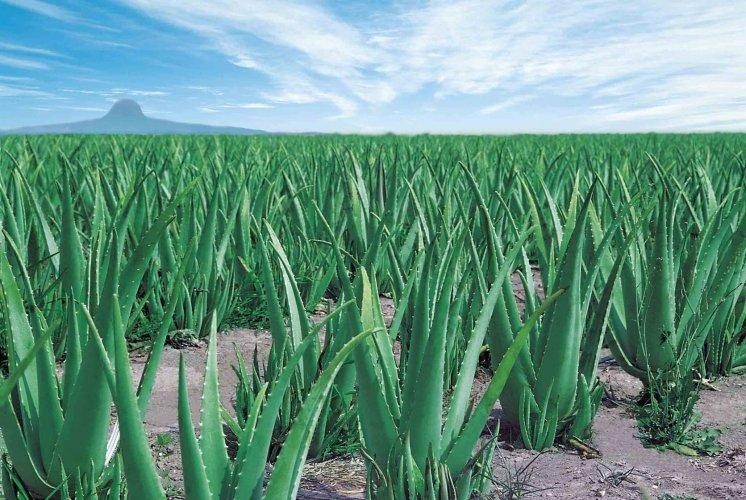 Loài cây cảnh phong thủy đang trở thành cây trồng kinh tế “hái ra tiền” trên đất Khánh Hòa