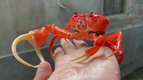 Trào lưu nuôi cua kiểng: Thú chơi độc đáo lên ngôi trong giới trẻ đô thị