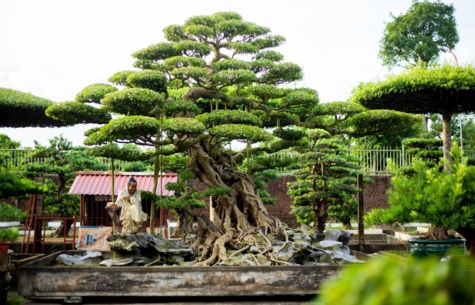 Ngôi làng hơn 800 năm tuổi gìn giữ hồn bonsai Việt