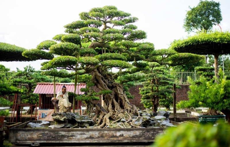 Ngôi làng hơn 800 năm tuổi gìn giữ hồn bonsai Việt