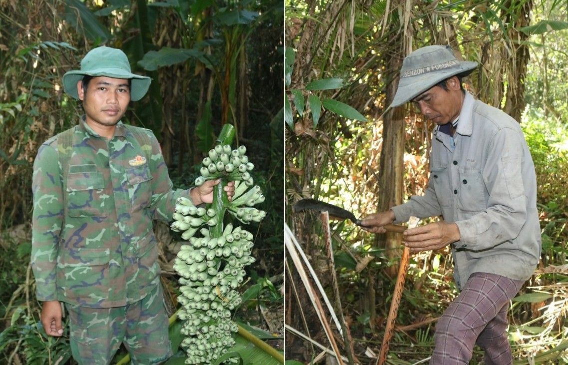 Lên núi săn đọt mây, hái chuối hột: Nghề phụ kiếm tiền triệu của người dân Quảng Ngãi