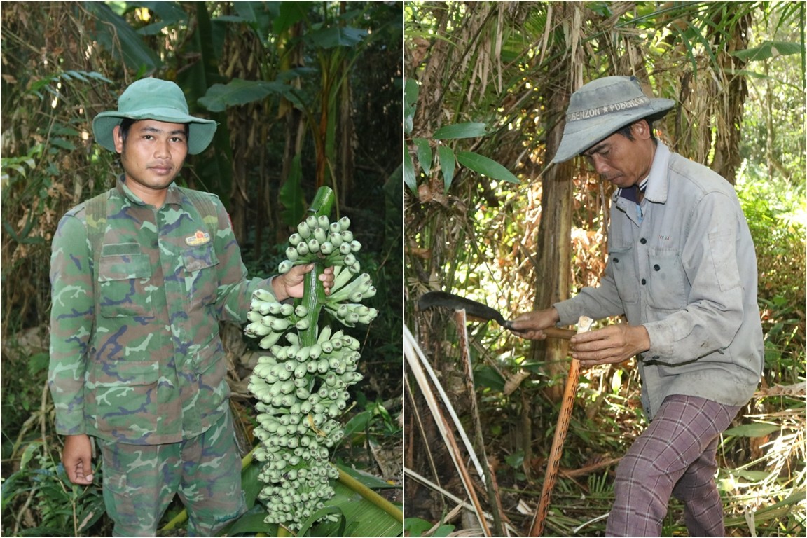 Lên núi săn đọt mây, hái chuối hột: Nghề phụ kiếm tiền triệu của người dân Quảng Ngãi