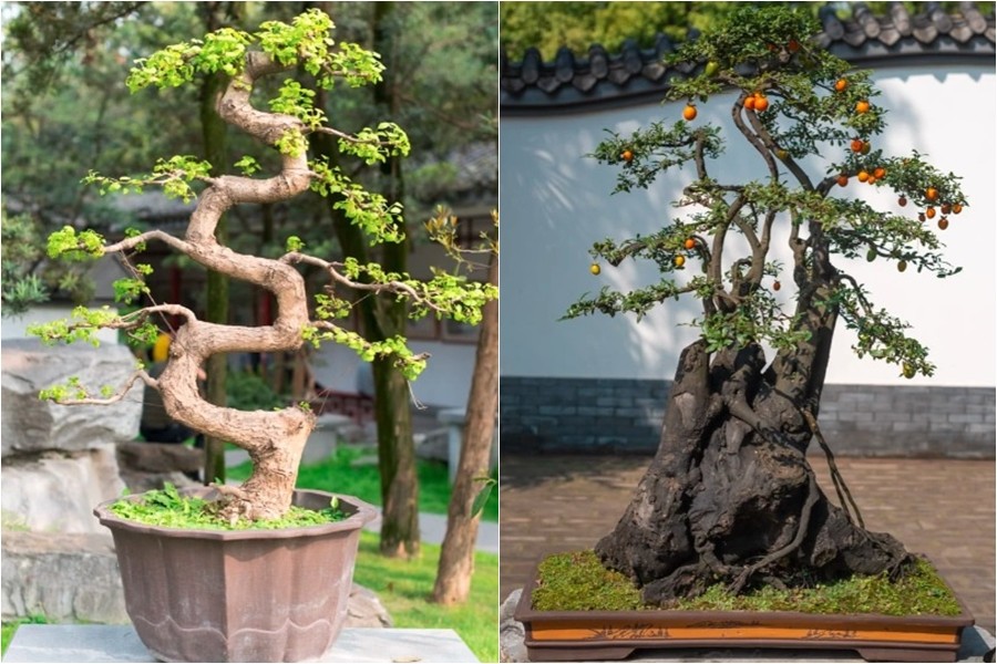 Khám phá vườn bonsai truyền thống giữa lòng đô thị hiện đại ở Trung Quốc