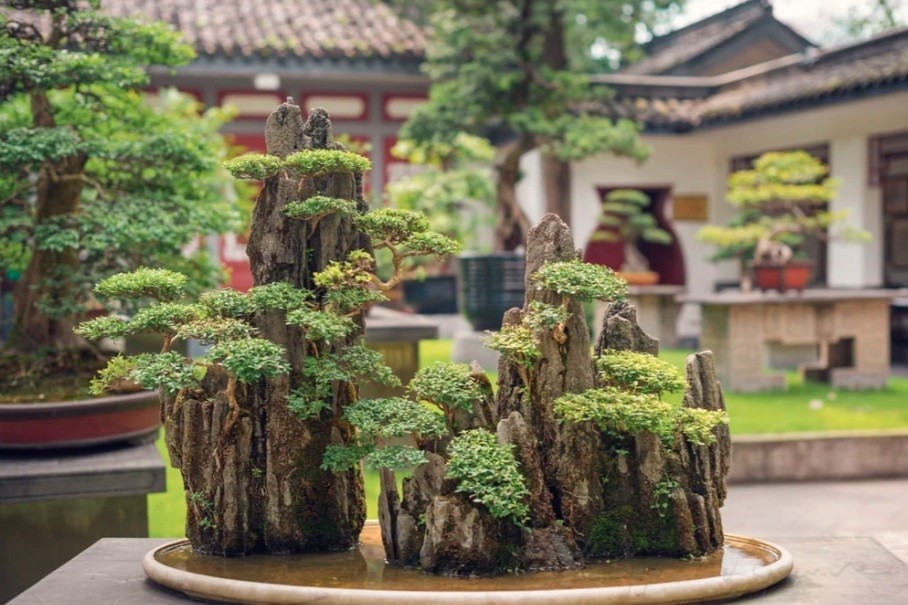 Khám phá vườn bonsai truyền thống giữa lòng đô thị hiện đại ở Trung Quốc