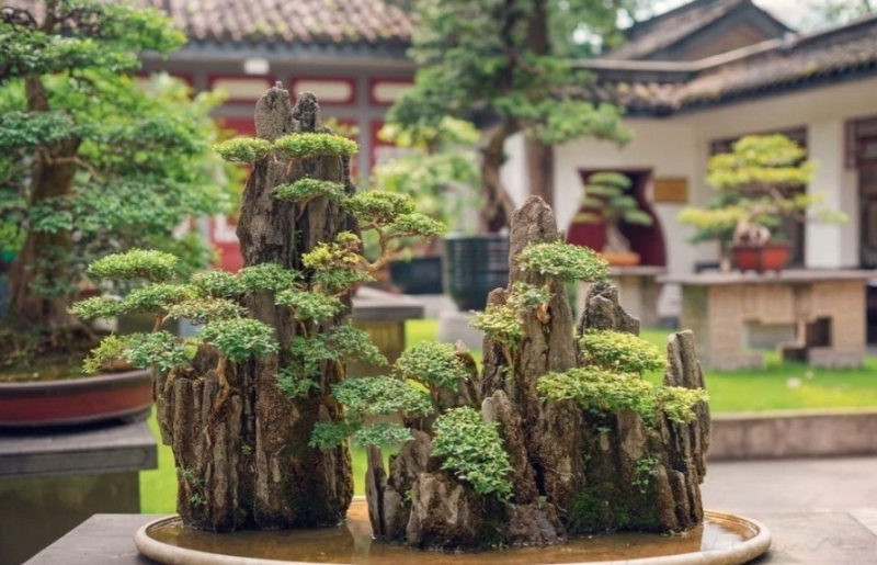 Khám phá vườn bonsai truyền thống giữa lòng đô thị hiện đại ở Trung Quốc