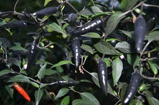 Ớt đen bóng giá gần 200.000 đồng/kg, dễ trồng, chi phí thấp