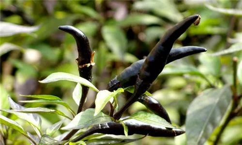 Ớt đen bóng giá gần 200.000 đồng/kg, dễ trồng, chi phí thấp