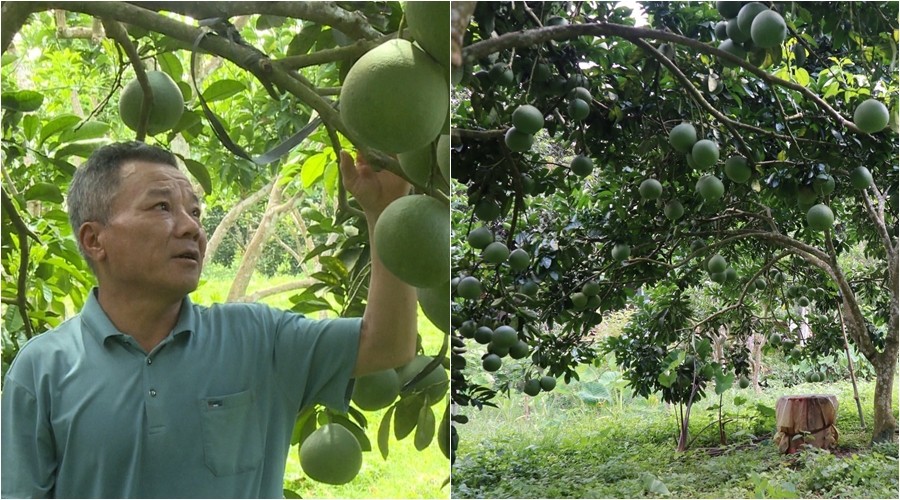 Vườn bưởi hữu cơ lãi cao nhờ trùn quế - mô hình nông nghiệp xanh từ Tuyên Quang