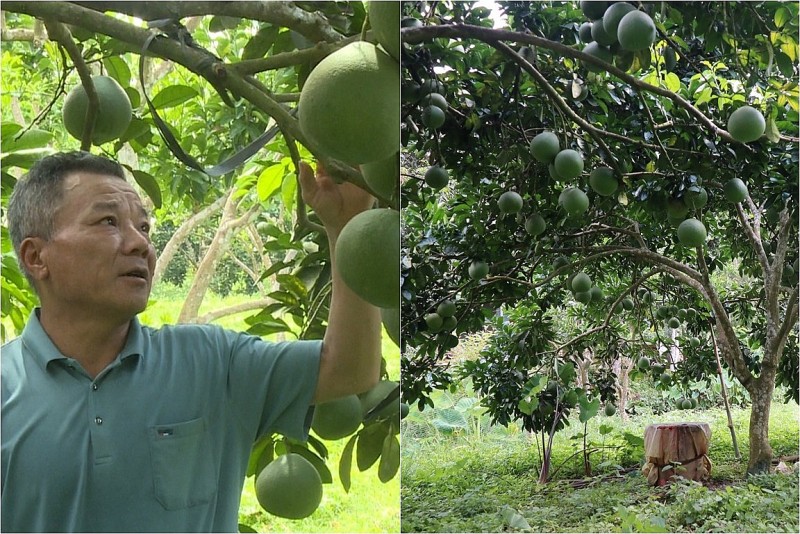 Vườn bưởi hữu cơ lãi cao nhờ trùn quế - mô hình nông nghiệp xanh từ Tuyên Quang