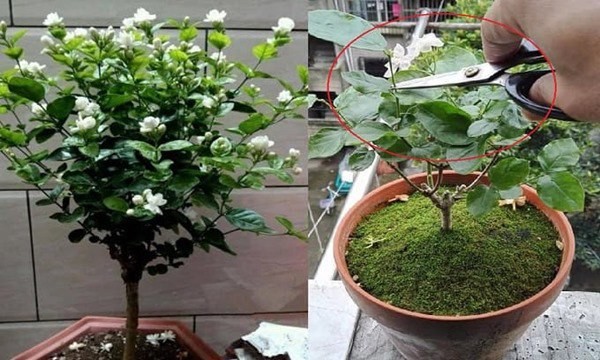 Cách tưới hoa nhài đúng kỹ thuật chỉ bằng haloại nước đơn giản