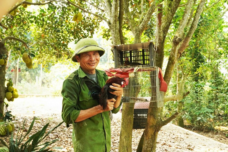 Từ gà rừng hoang dã thành gà cảnh tiền triệu: Chuyện làm giàu của lão nông Quảng Trị