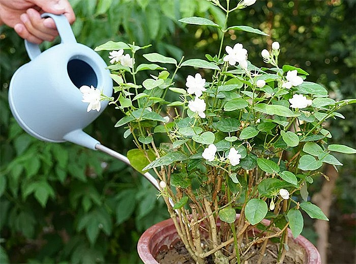 Cách tưới hoa nhài đúng kỹ thuật chỉ bằng 2 loại nước đơn giản