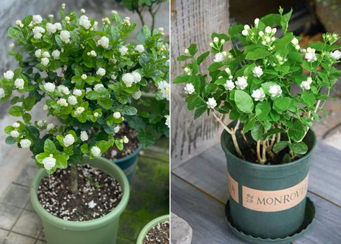 Cách tưới hoa nhài đúng kỹ thuật chỉ bằng haloại nước đơn giản