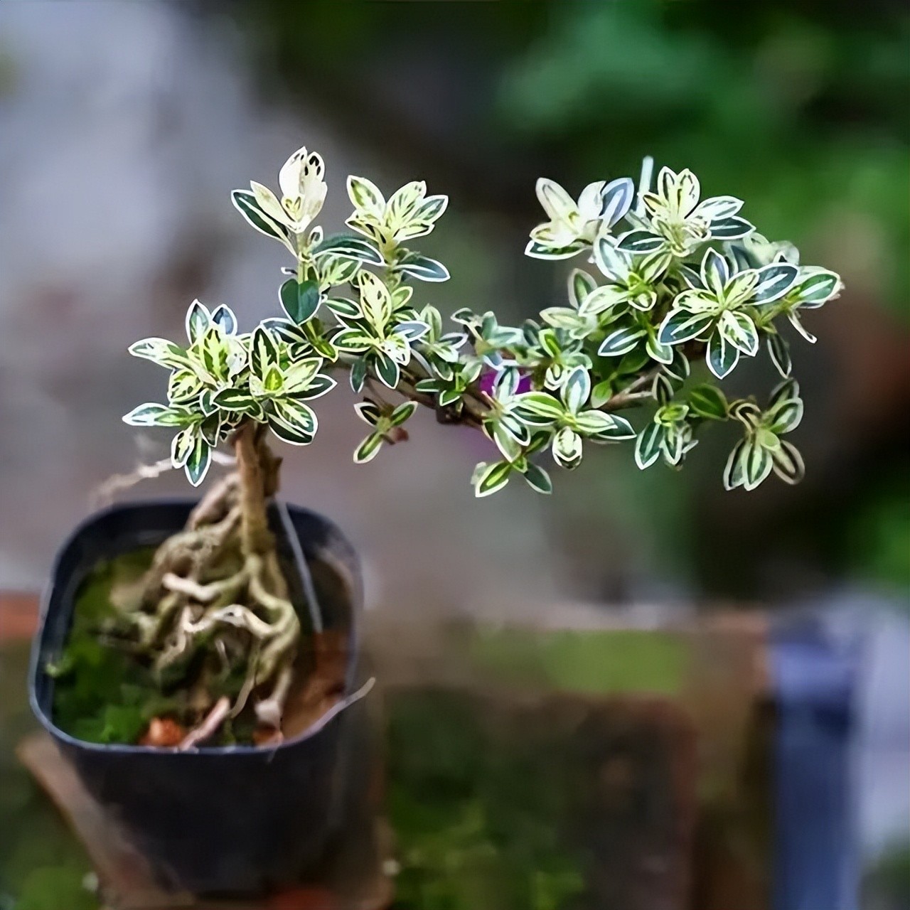 cây bonsai phong thủy