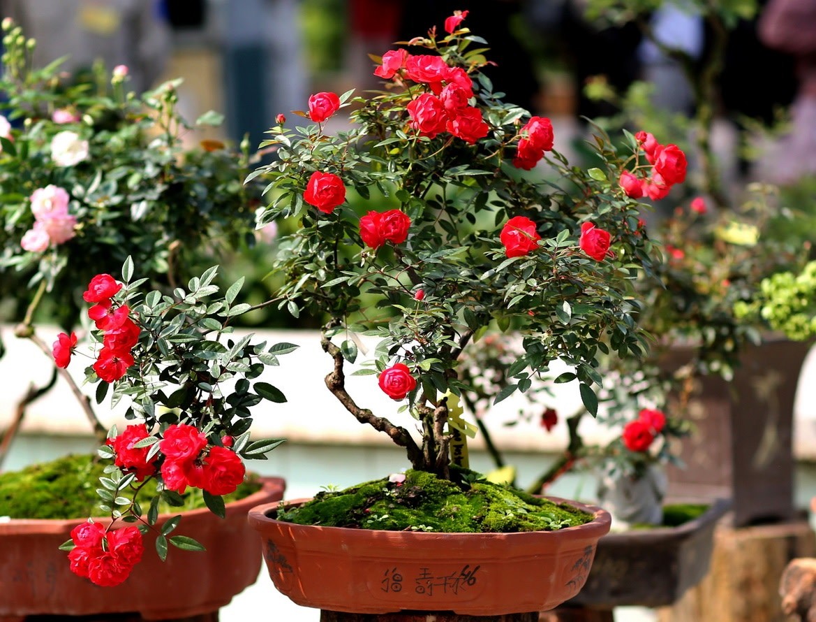 cây bonsai phong thủy