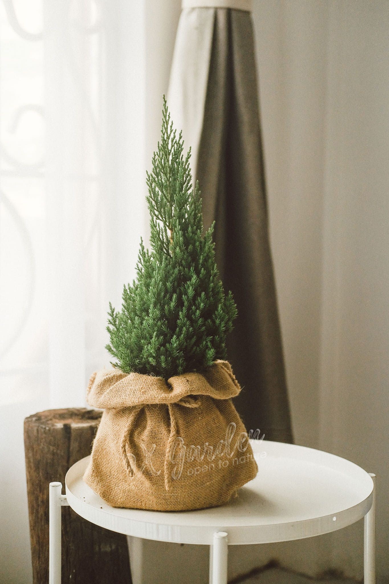 cây bonsai phong thủy