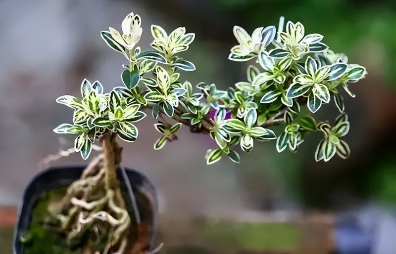 6 cây bonsai phong thủy đặt trong phòng khách: Hút tài lộc, càng trồng lâu càng vượng