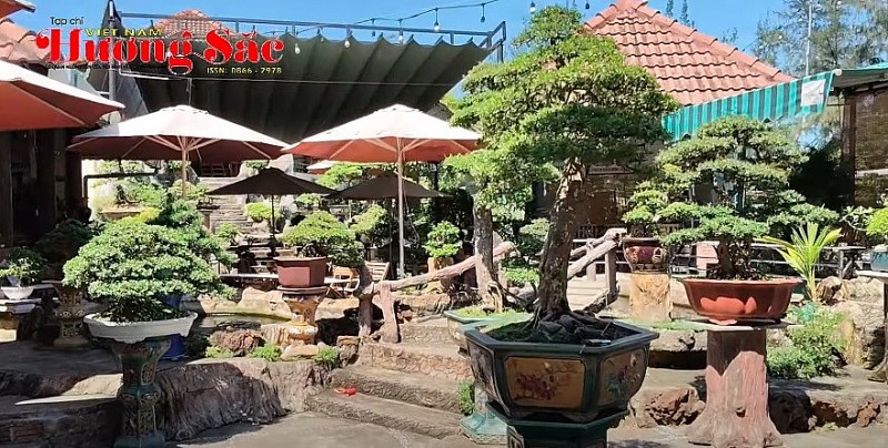 Khám phá vườn linh sam độc đáo tại TP Đà Nẵng
