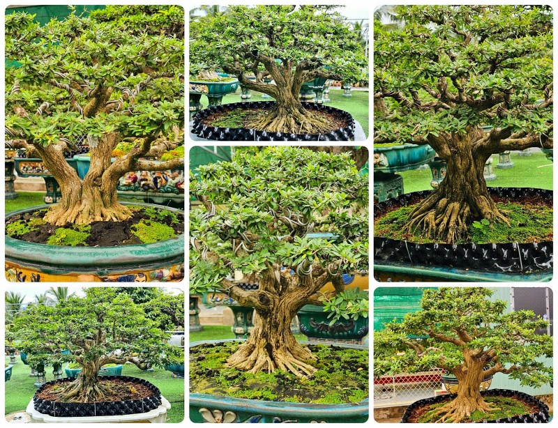 Linh sam bonsai – dòng cây quý hiếm: Những đặc điểm, phân loại và cách chăm sóc