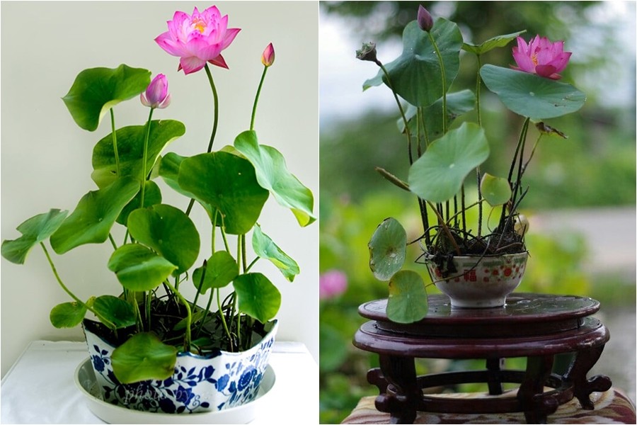 Cách trồng hoa sen trong chậu tại nhà để hoa nở rực rỡ