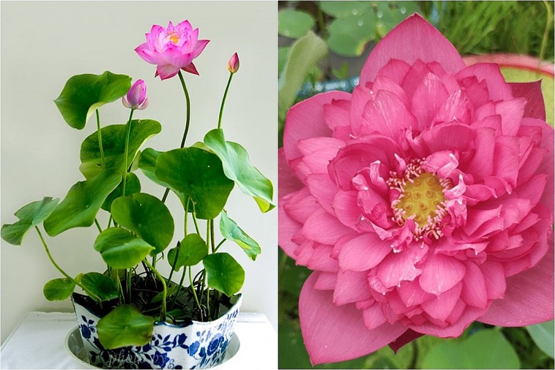 Cách trồng hoa sen trong chậu tại nhà để hoa nở rực rỡ