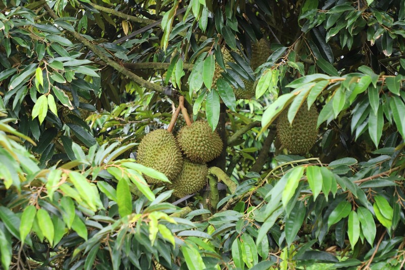 Bỏ cách làm cũ, nông dân Lâm Đồng xuất khẩu hàng trăm tấn sầu riêng nhờ kỹ thuật mới